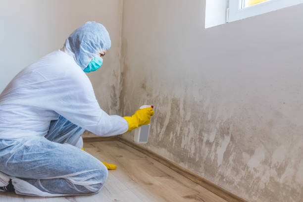 Black mold inspection in Orrstown